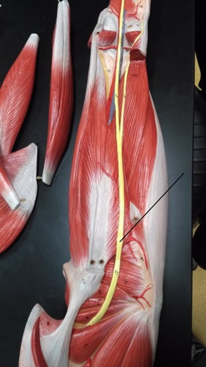 <p>Back of thigh</p>