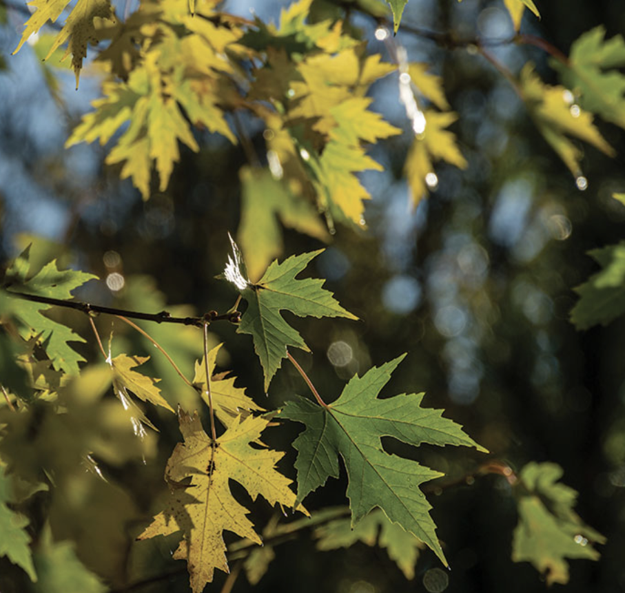 <p><em>Acer saccharinum</em></p><p>Sapindaceae</p>