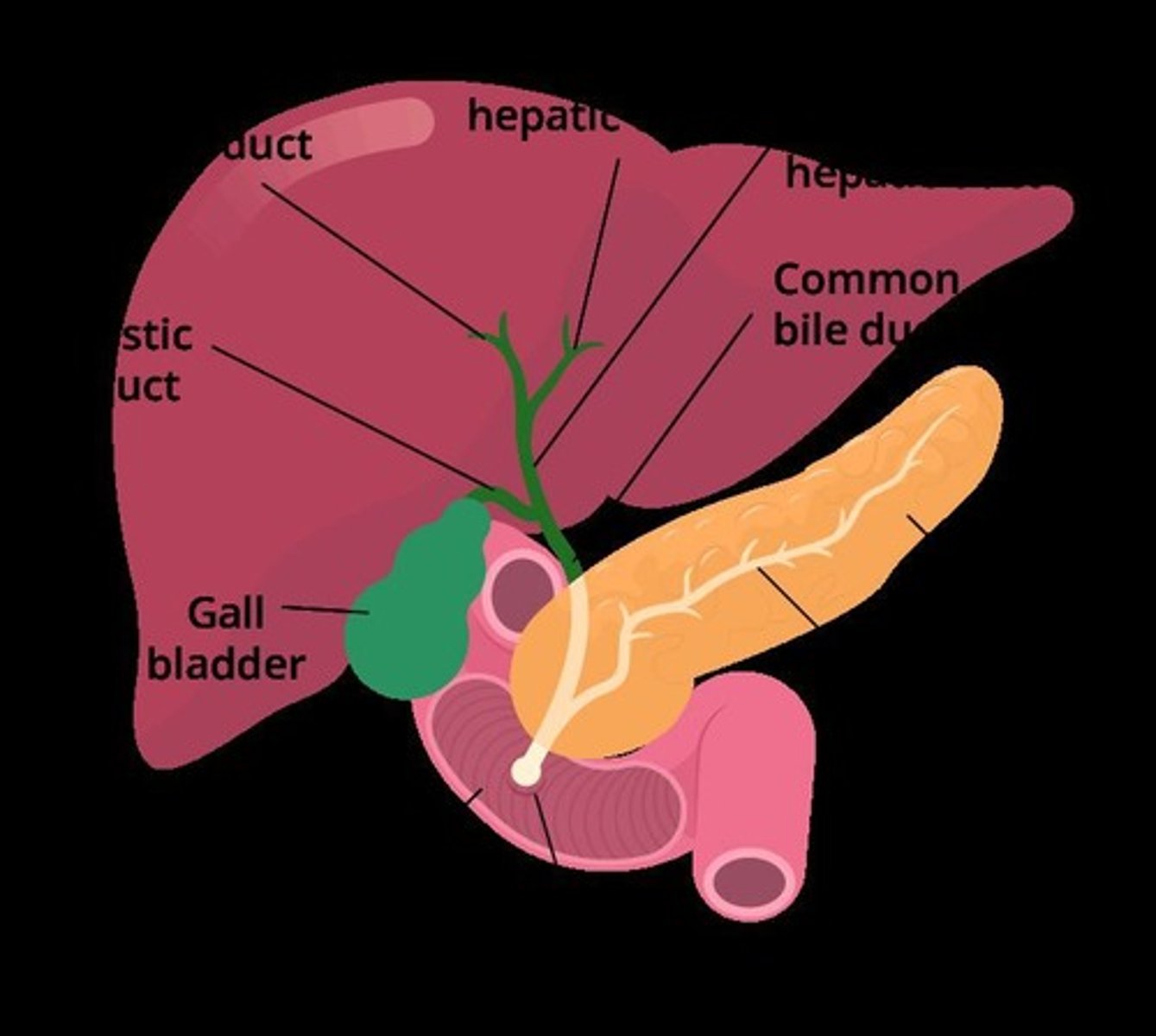 <p>Produces bile; emulsifies fats for digestion.</p>