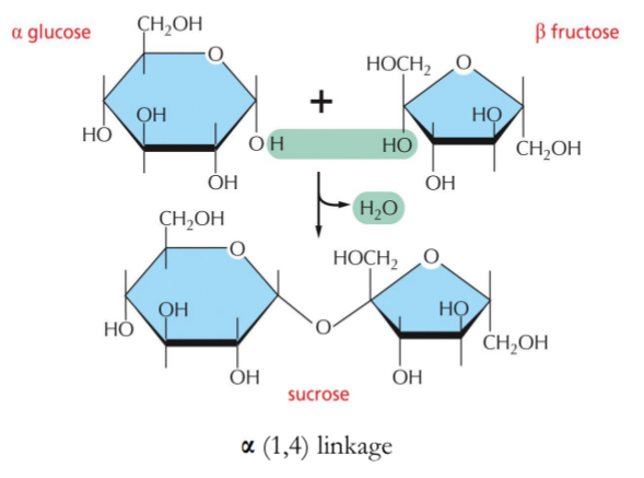 <ul><li><p>Covalent bond formed between C1 of one sugar and hydroxyl (OH) of another sugar</p></li><li><p>Generates C-O-C linkage between sugars</p></li></ul><p></p>