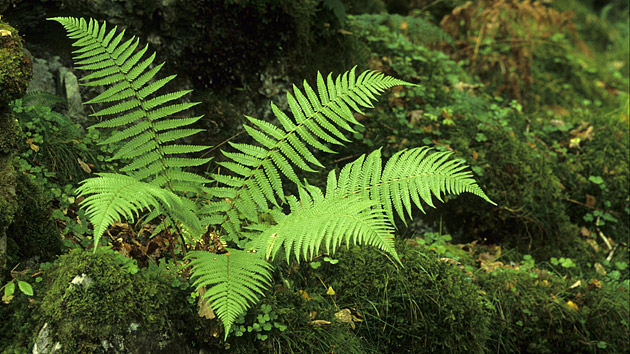 <p>Kapraď samec</p>