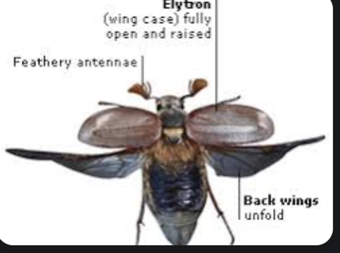 <p>Hardened forewings that protect the membranous hindwings (beetles).</p>