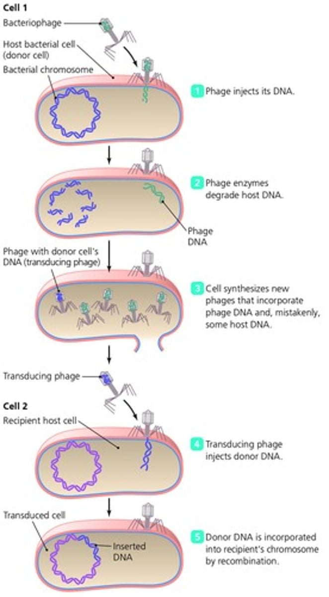<p>A process where a bacteriophage injects DNA into a cell, transferring genetic material from one bacterium to another.</p>