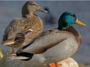 <p><strong>Anas platyrhynchos</strong></p>