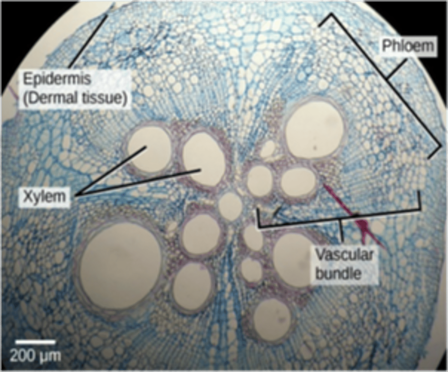 <p>specialized vessels that transport water and various solutes through the plant (i.e. xylem and phloem!), allowed for more efficient internal transport of water and allowed plants to reach new heights</p>