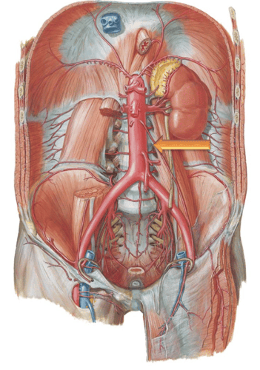 <p>The descending aorta gives off many branches that supply the organs and viscera of the abdomen before terminating at the level of ___.</p>