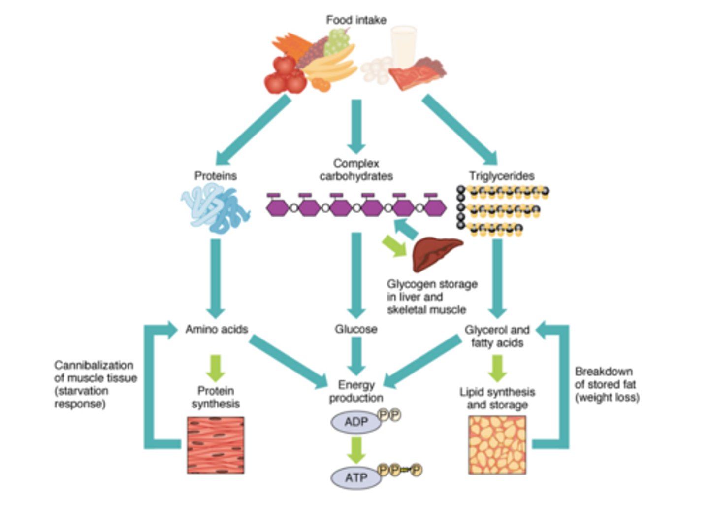 <p>For short, quick bursts of energy, the body uses ATP already in muscles as well as ATP made by lactic acid fermentation. For exercise longer than about 90 seconds, cellular respiration is the only way to continue generating a supply of ATP.</p>