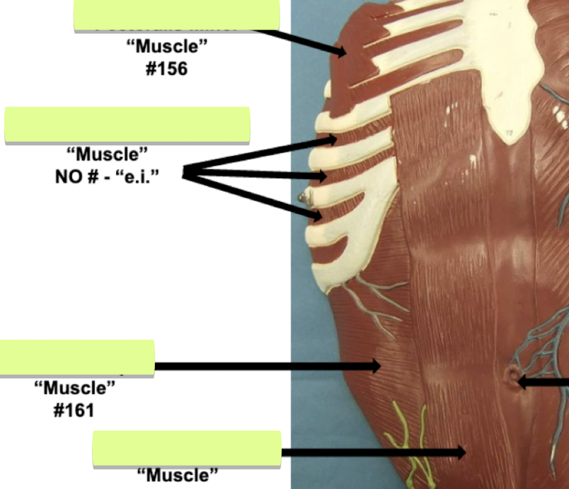 <p>Label muscle #161 </p>