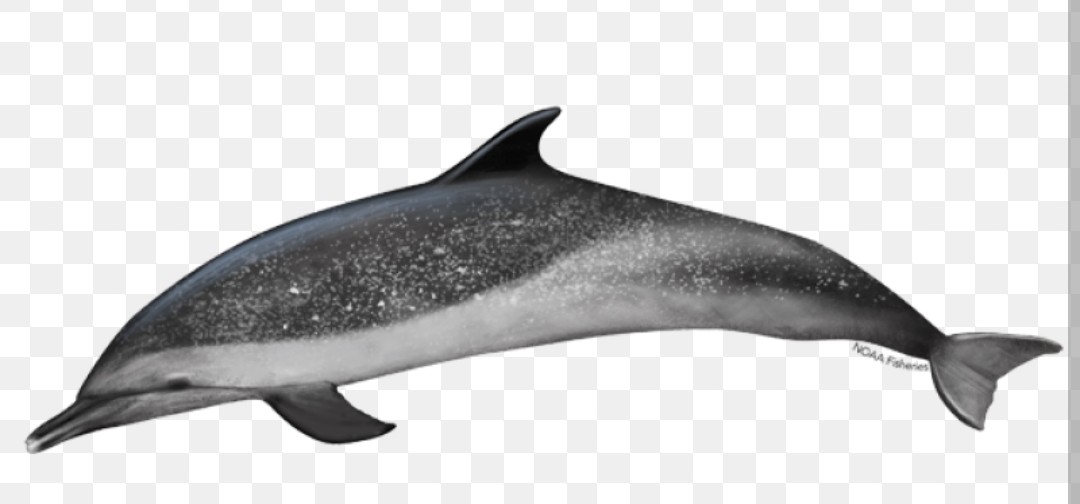 <p class="has-focus">Delphinidae family</p><p class="has-focus">Carnivorous, feeding on a wide variety of small fish, squid, and crustaceans.</p><p class="has-focus">slender, streamlined dolphin with a long, slender beak that has a white tip, a tall, curved dorsal fin, and pointed flippers. Older individuals are heavily spotted</p>