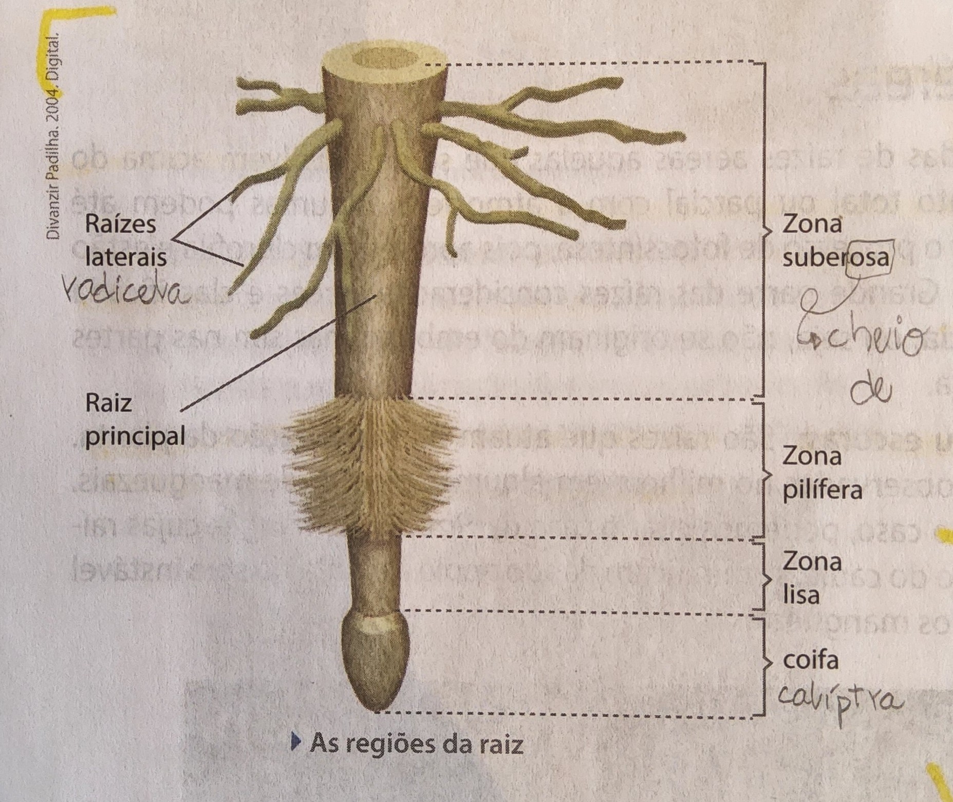 * coifa; 
  * formada por meristema primário
  * células parenquimatosas
  * tipo de capuz que protege a região meristemática, protegendo o desgasto pelo atrito com o solo
* zona lisa;
  * crescimento no comprimento da raiz
  * pode ser dividida em três regiões;
    * meristemática ou de multiplicação
    * alongamento
    * maturação
* zona pilífera;
  * pelos que aumentam a superfície de contato com o solo - absorção
* zona suberosa;
  * ramificação
  * parte mais extensa e antiga da raiz
  * intensa suberificação das paredes, o que diminui a capacidade de absorção
  * **raízes laterais**