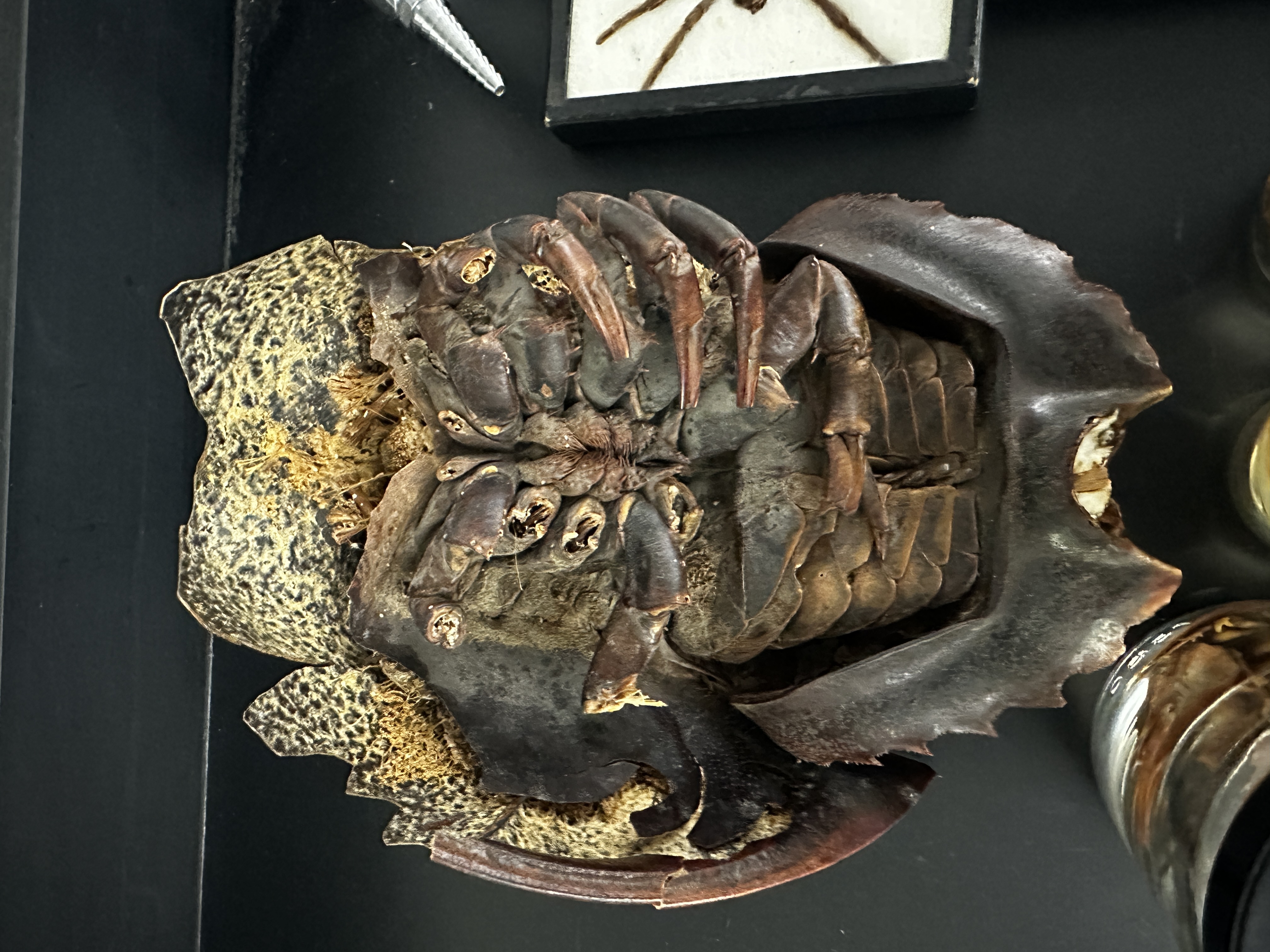 <p>Identify (Grouping(s), Phylum, Subphylum)</p>