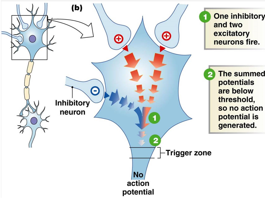 <p><strong>additive effect</strong> of multiple neurons sending a signal to another neuron at the same time (more than one <strong>graded potential</strong>)</p><ul><li><p>if several excitatory neurons fire at the same time, they might not individually reach the threshold for an action potential, but together they do</p></li><li><p>if excitatory and inhibitory neurons fire at the same time, their effects can ‘cancel out’</p></li></ul>