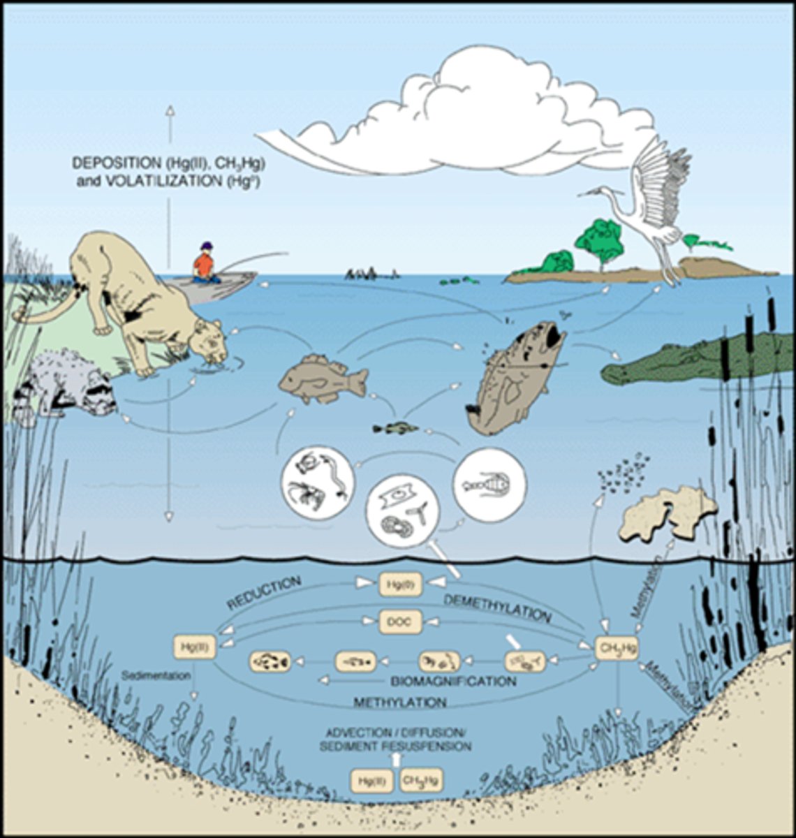 <p>when elemental sources of mercury enter aquatic environments, bacteria in the water convert it to highly toxic methylmercury</p>