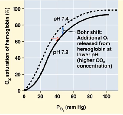 <p>refers to a drop in pH that lowers the affinity of hemoglobin for O2 (shift to the right)</p><ul><li><p>RBC gives more oxygen to sustain metabolic activity going on</p></li><li><p>results in higher CO2 concentration</p></li></ul>