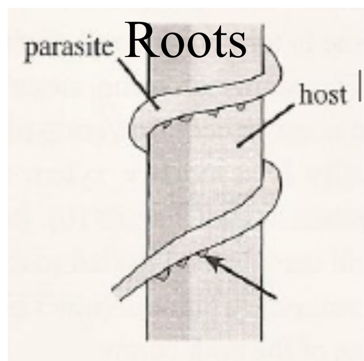 <p>Root type and modification </p>
