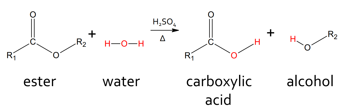 <p>catalyst: H<sub>2</sub>SO<sub>4</sub> and heat</p><p>products: alcohol, carboxylic acid</p><p>reversible</p>