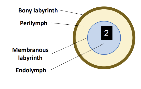 <ul><li><p>Perilymph</p></li></ul><p></p>