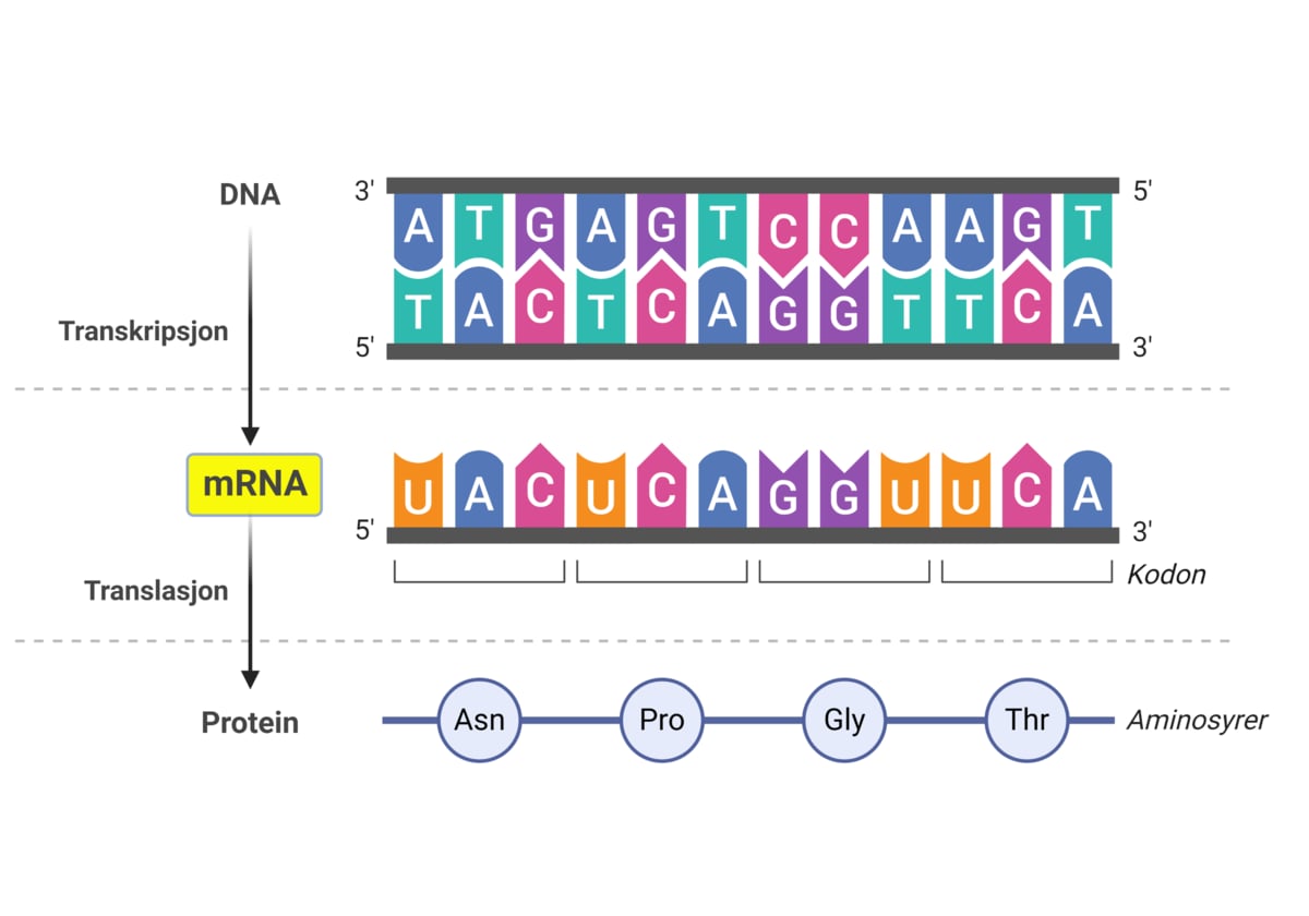 <p>Messenger RNA er en type RNA som overfører genetisk informasjon fra DNA til ribosomene.</p>