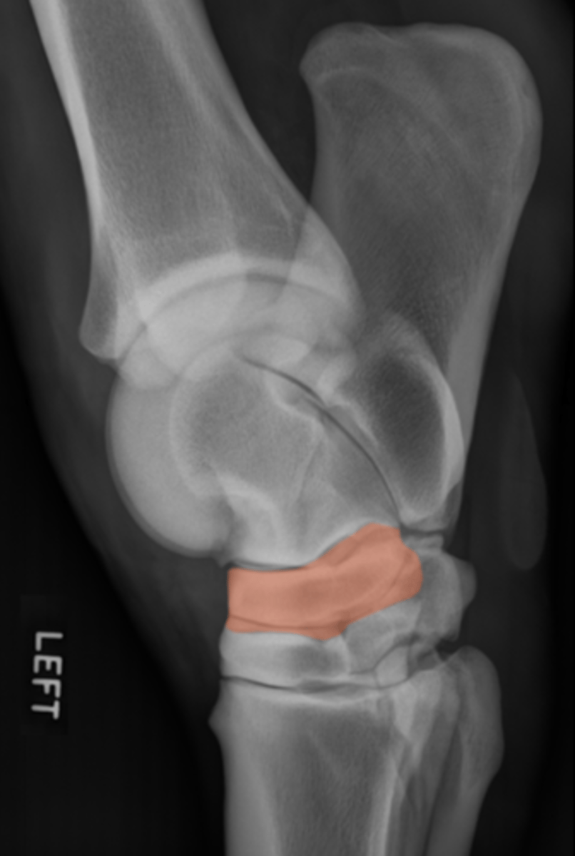 <p>What bone is highlighted?</p>