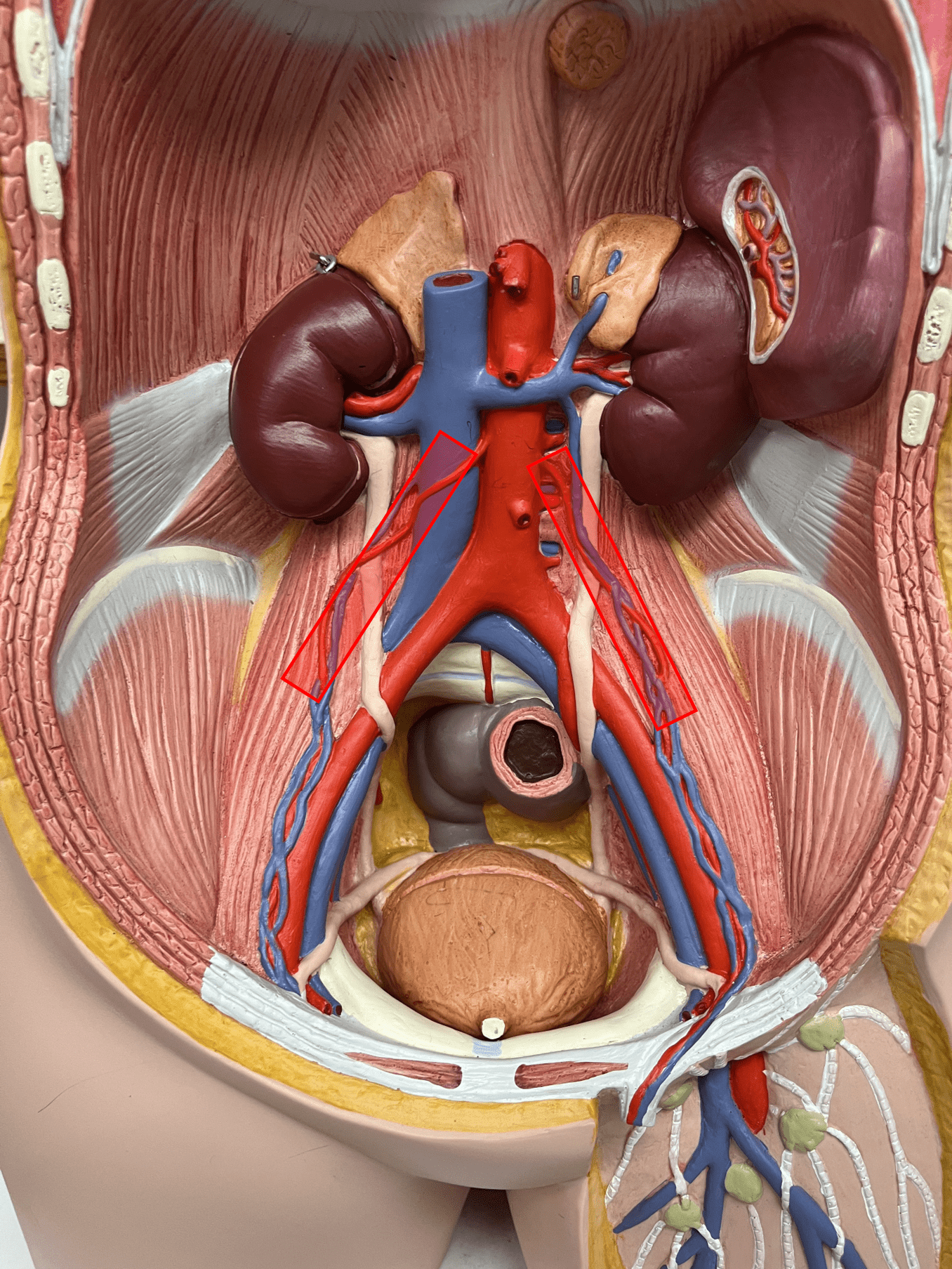 <p>• An artery of the abdomen.</p>
<p>• Originates from the abdominal aorta.</p>
<p>• Supplies the ovaries (female) or testes (male).</p>
<p>• On the abdominal aorta, inferior to the renal arteries.</p>