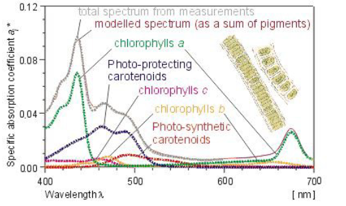 <p>Utilize an array of pigments to harvest sunlight with different pigments used by different taxa</p><p>of organisms.</p><p>Chlorophyll a found in all algae and plays a central role in photosynthesis; accessory pigments are</p><p>complementary, absorbing different wavelengths of light</p>