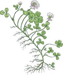 <p><span>&nbsp;Perennial weed with trifoliate leaves and white, ball-shaped flowers.</span></p>