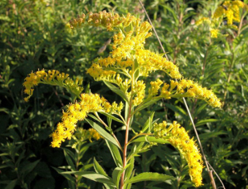 <p><em>Solidago spp.</em></p>