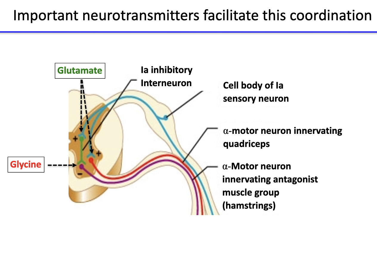 <ul><li><p><strong>Glutamate:</strong></p><ul><li><p>Released by <strong>Ia sensory neurons</strong> at <strong>excitatory synapses</strong>.</p></li><li><p>Activates <strong>α-motor neurons</strong> to <strong>quadriceps</strong> and <strong>interneurons</strong>.</p></li></ul></li><li><p><strong>Glycine:</strong></p><ul><li><p>Released by <strong>inhibitory interneurons</strong> in the spinal cord.</p></li><li><p>Inhibits <strong>α-motor neurons to hamstrings</strong> (antagonist).</p></li></ul></li></ul><p></p>