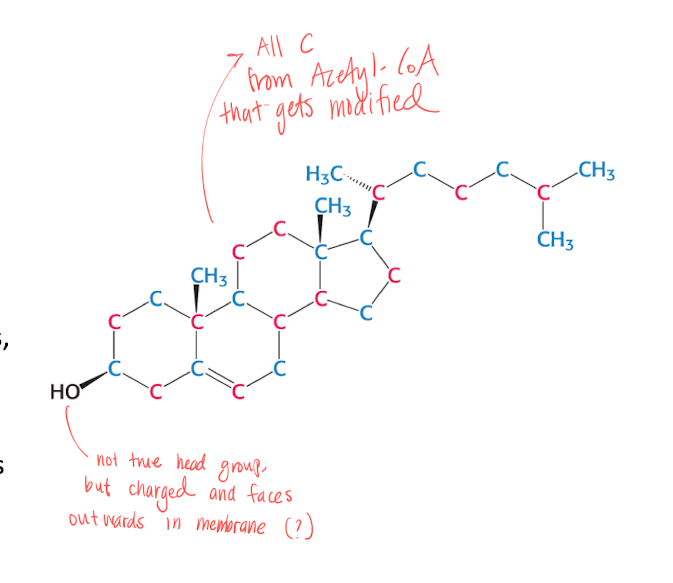 <p><strong>C<sub>27</sub>H<sub>46</sub>O</strong></p><ul><li><p>Steroid molecule </p></li><li><p>Controls about 30% of cell fluidity and bidrar till produktionen av biel salts, steroid hormones and Vit D. </p></li><li><p>Both <strong>Exogenous</strong> and <strong>Endogenous</strong><br></p></li><li><p>The -OH gives the molecule a charge, and is faced outwards in the membrane. </p></li></ul><p></p>