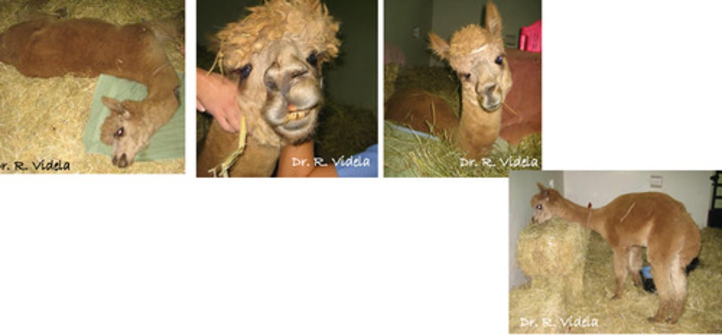 <p>A camelid presents with <strong>asymmetrical</strong> clinical signs, circling, and facial nerve paralysis. What is your top differential? How do you treat?</p>