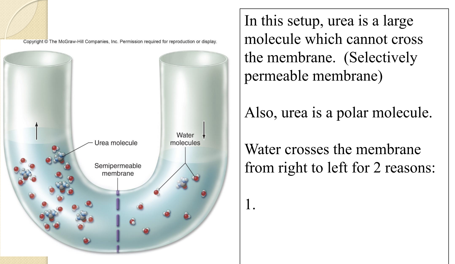 <ol><li><p>Urea is polar and water is polar, forming hydration shells as water is attracted to the larger concentration of urea</p></li><li><p>Equilibrating both sides</p></li></ol><p></p>