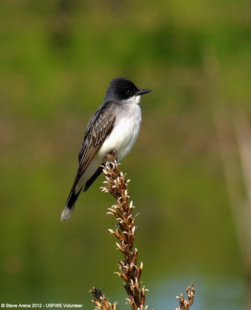 <p>Passeriformes</p><p>Black tail with white tip, black head, gray breast</p>