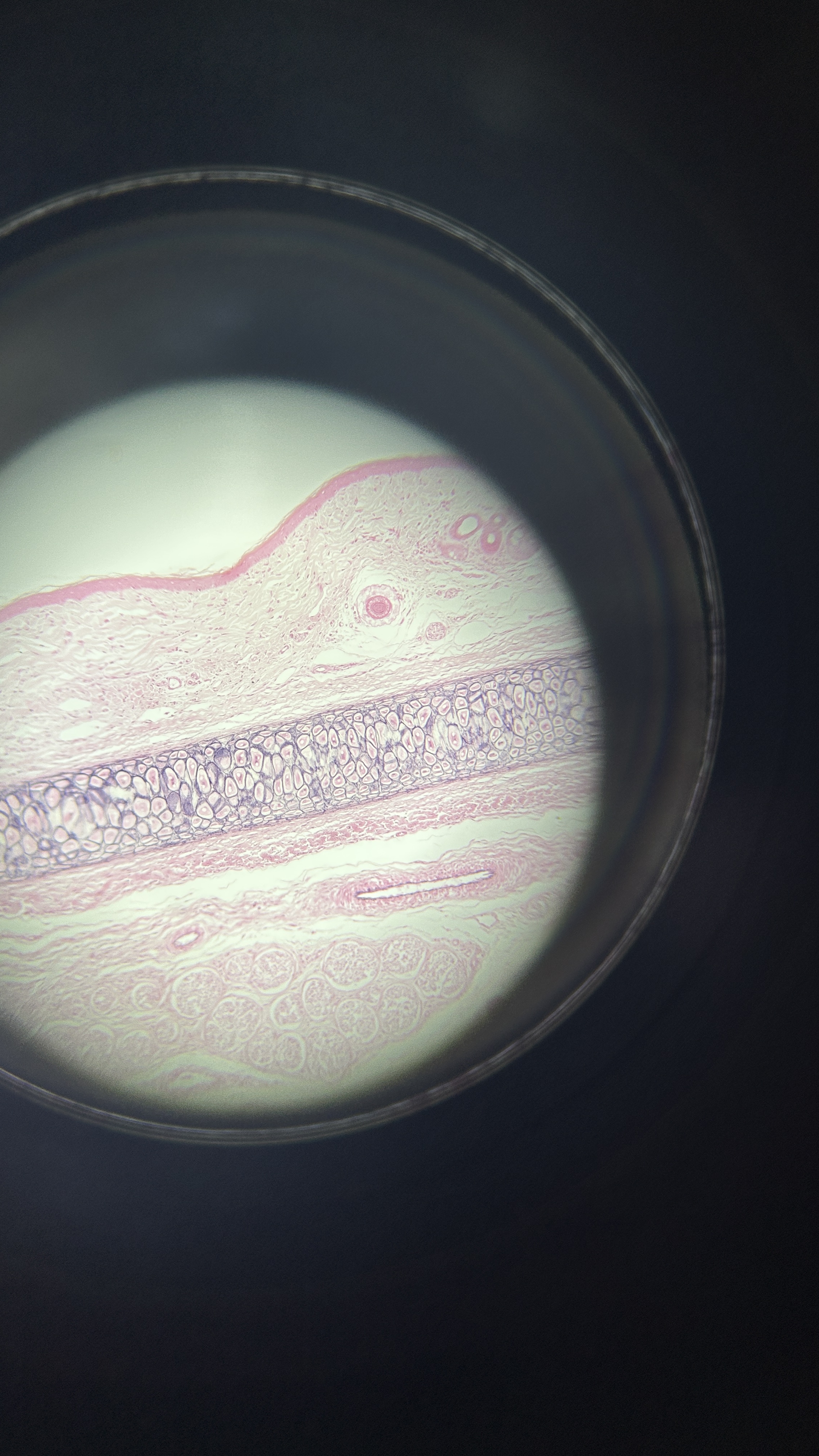 <p>What is the magnification level of the Elastic Cartilage?</p>