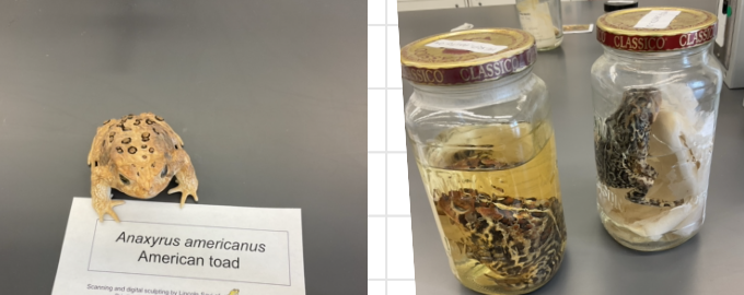 <p>Anaxyrus americanus</p><p>American toad</p><p>Not assessed</p><p>Family Bofonidae</p><p>Warts are always in 1-2 within each black spot on back</p><p>Brown, beige, yellow, red, green with brown or black flecks and spots</p><p>Paratoid gland is present behind eye</p>