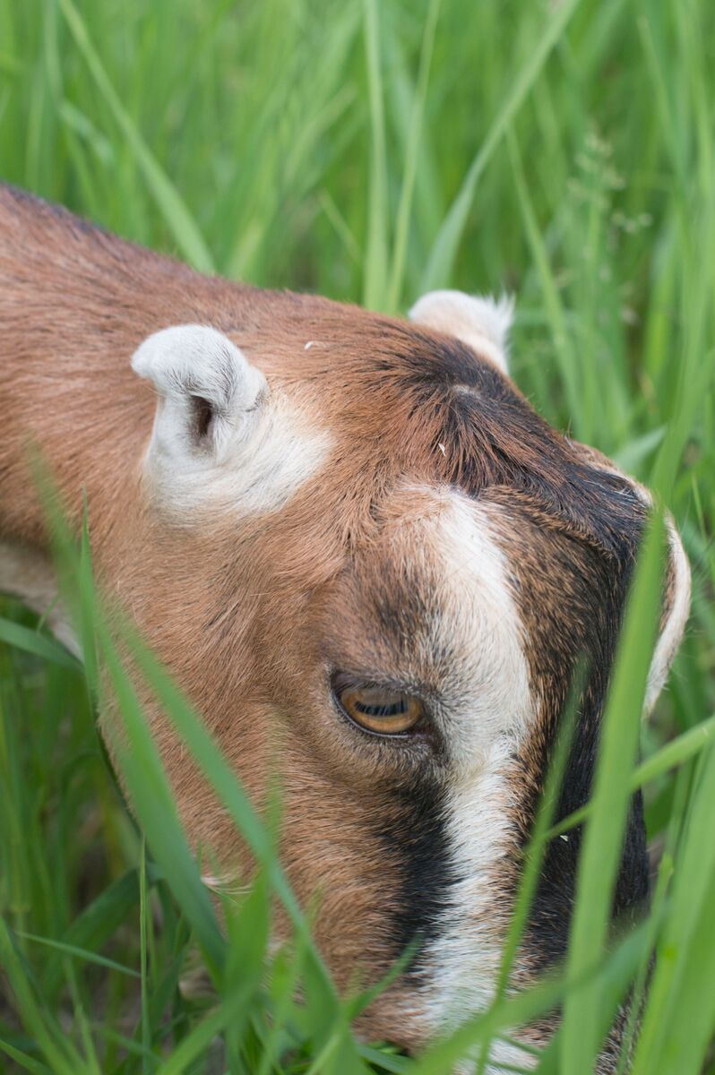 <p><span><span>•This breed was developed in the United States of a Spanish breed that was crossbred with other breeds.</span></span></p><p><span><span>•This breed is distinguished by having very short ears</span></span></p><p><span><span>•Milk breed</span></span></p>