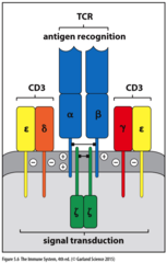 CD3 is signalling protein complex that associates with T-cell receptors. 

CD3 is required for T cell expression and signalling. 

consists of CD3 γ, δ, ε chains and ζ chains.

ζ chains are intracellular and required for signal transduction. 

 γ, δ, ε and ζ chains contain ITAM motifs.

requires co-receptors (CD8/CD4) for activation.