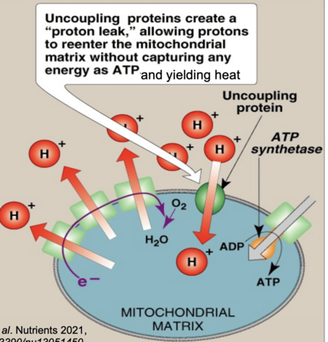 <p>create a "proton leak", allowing protons to reenter the mitochondrial matrix without capturing any energy as ATP &amp; yielding heat</p><p>generates heat (thermogenesis)</p>