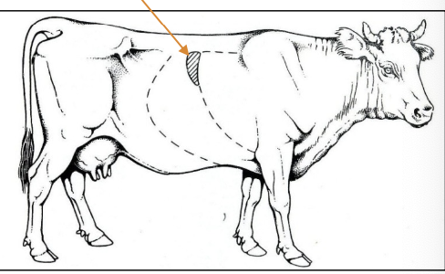 <p>PE often unremarkable</p><p>-hepatic injury often reflected only in biochemistry</p><p>hepatic disease w/o insufficiency causes few signs</p>