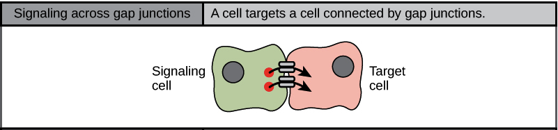 <p>Cell junctions</p>