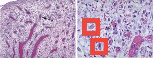 <p>A- identify</p><p>B- describe</p><p>C- identify the marked structure</p>