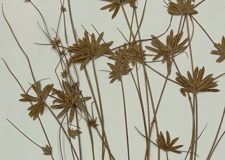 <p>Poales</p><p><span style="background-color: transparent;"><span>Cyperaceae</span></span></p>