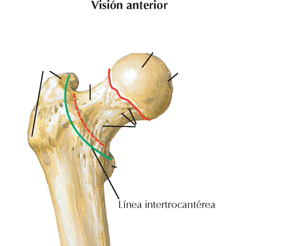 <p>1)Lugar donde se unen el cuello y el cuerpo</p><ol start="2"><li><p>Se inserta el ligamento iliofemoral</p></li></ol>