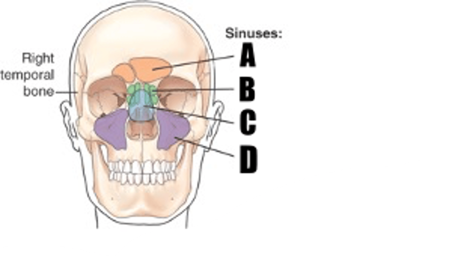 <p>what sinus is D</p>