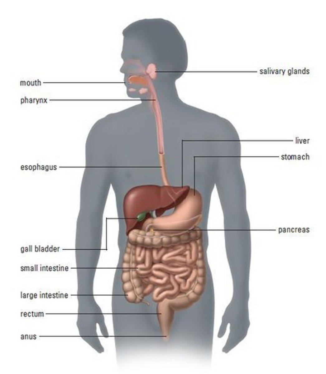 <p>Tube from mouth to anus for digestion.</p>
