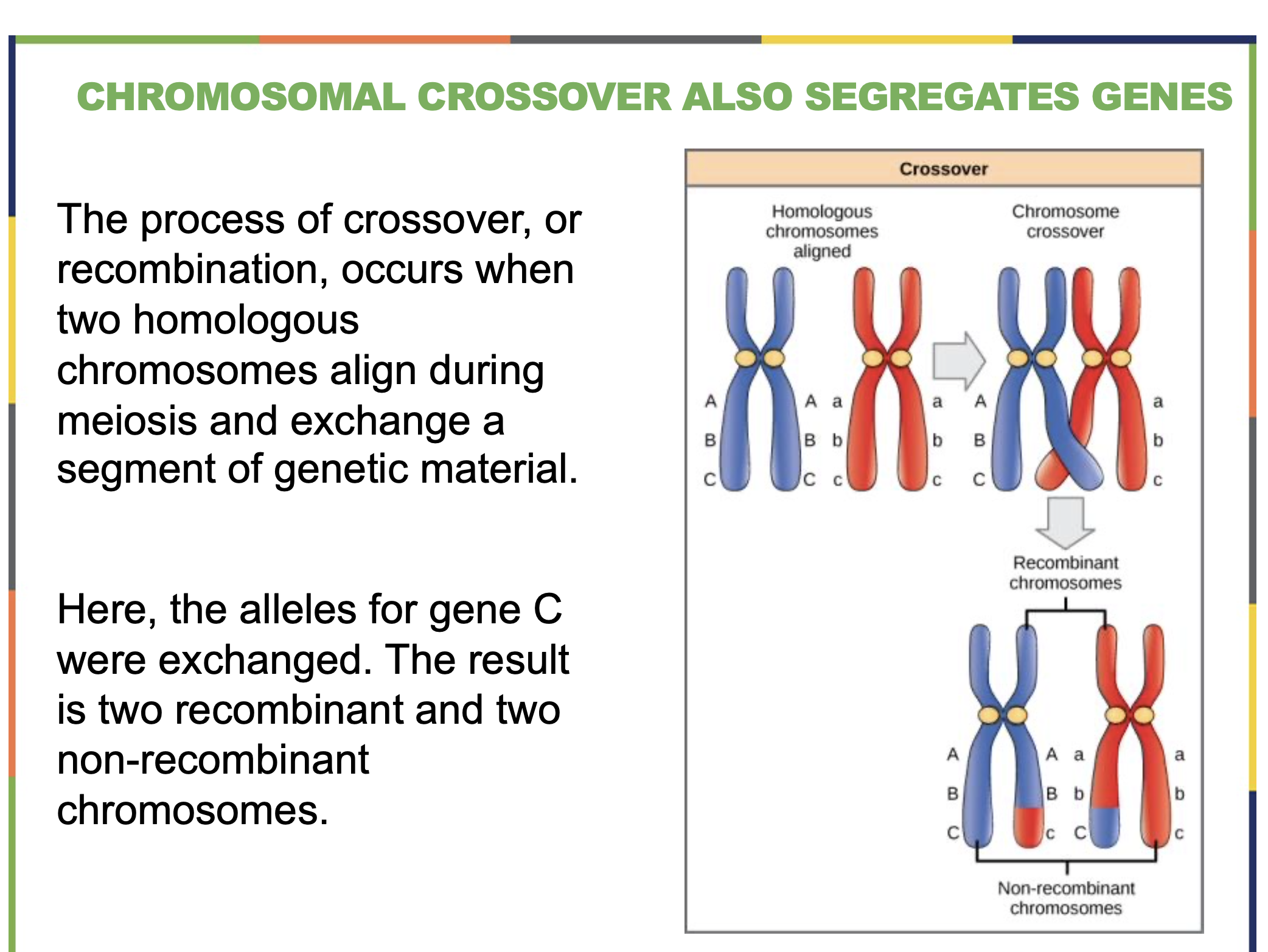 <p></p><ul><li><p><span><span>the process where </span></span><strong>homologous chromosomes exchange pieces of DNA</strong><span><span> during </span></span><strong>prophase I of meiosis</strong><span><span>.</span></span></p></li><li><p><span><span>This swapping of genetic material creates </span></span><strong>new combinations of genes</strong><span><span>, which increases </span></span><strong>genetic variation</strong><span><span> in offspring .</span></span></p></li></ul><ul><li><p>Happens between <strong>homologous chromosomes</strong> (a pair of chromosomes — one from the mother and one from the father — that carry the same genes).</p></li><li><p>Occurs during <strong>Prophase I</strong> of meiosis, when homologous chromosomes <strong>pair up</strong> and form a structure called a <strong>tetrad</strong>.</p></li><li><p>At points where the chromosomes touch and exchange segments, called <strong>chiasmata</strong>, <strong>genetic material is swapped</strong>.</p></li><li><p>After crossing over, the resulting chromosomes contain <strong>a mix of maternal and paternal genes</strong>.</p></li></ul><p><strong>Example (Simplified):</strong></p><p>Imagine two homologous chromosomes:</p><ul><li><p><strong>One from the mother:</strong> ABCD</p></li><li><p><strong>One from the father:</strong> abcd</p></li></ul><p>After crossover, they might exchange parts like this:</p><ul><li><p><strong>New chromosome 1:</strong> ABcd</p></li><li><p><strong>New chromosome 2:</strong> abCD</p></li></ul><p>This creates <strong>new genetic combinations</strong> that were not present before!</p><p></p>