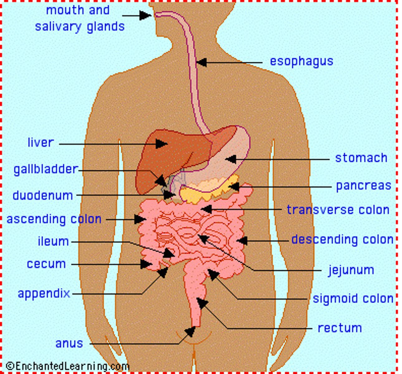<p>- mouth</p><p>- esophagus</p><p>- stomach</p><p>- intestines</p><p>- liver</p><p>- pancreas - produces insulin</p><p>- gallbladder - secretes bile</p>