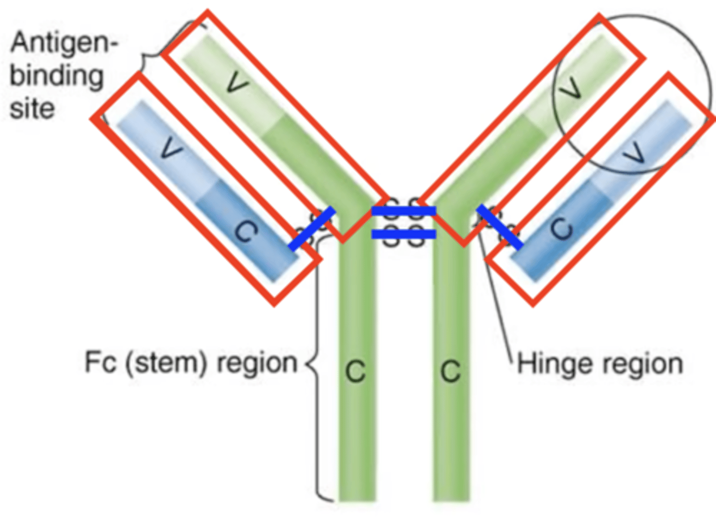 <p>Antibody structure</p><p>Fill in the blank:</p><p>Antibodies contain 2 identical __________ and __________ chains that are joined by __________ bonds.</p>