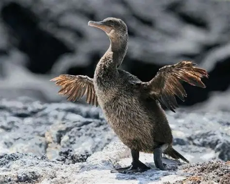 <p>Flightless Cormorant </p><ul><li><p>vulnerable </p></li><li><p>endemic bird, only of the species that can’t fly </p><ul><li><p>wings are too small and lack a strong breastbone</p></li><li><p>wings used to dry out after swimming </p></li></ul></li><li><p>adults are dark brown to black above, brownish below </p></li><li><p>males larger than females </p></li><li><p>very good swimmers </p><ul><li><p>swim low in water when on surface, but can dive for fish </p></li><li><p>do not often feed far offshore </p></li></ul></li><li><p>courtship dance </p><ul><li><p>aquatic dance involving both partners </p></li><li><p>both swim around each other, with their necks stretching out in a snakelike form, while making growling sound </p></li><li><p>will raise up from water a bit, point their beak upward, flap its wings, and shake itself </p></li></ul></li><li><p>nests are comprised of seaweed and other flotsam collected from sea</p><ul><li><p>2-3 eggs are laid </p></li></ul></li><li><p>700-800 pairs in archipelago </p></li><li><p>mostly found on isabela and fernandina </p></li></ul><p></p>