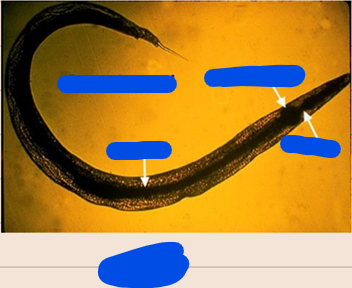 <ol><li><p>SN</p></li><li><p>PS</p></li><li><p>DH</p></li><li><p>M/F</p></li></ol><p></p>