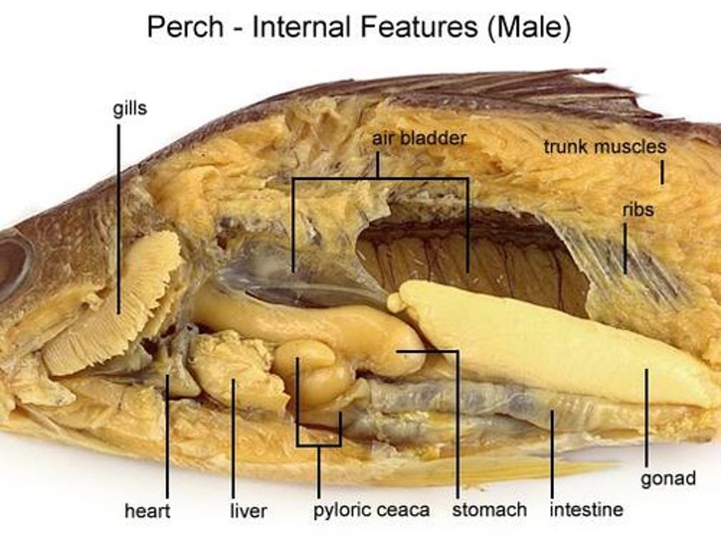<p>Allows fish to change depths and float in water</p>